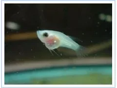 big_tummy_2.webp