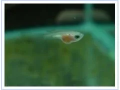 clear_fry_1.webp