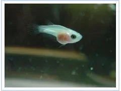 clear_fry_2.webp