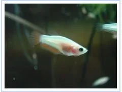 red_fry_1.webp