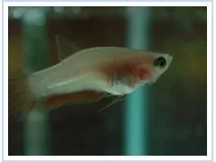 red_fry_problem.webp