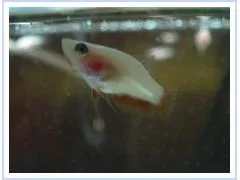 red_fry_2.webp