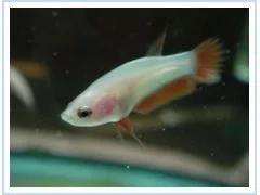 red_fry_3.webp