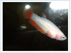 red_fry_flash.webp