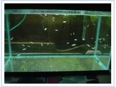 whole_tank.webp