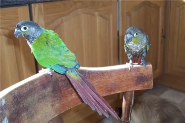 conures_080605.webp