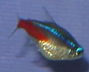 fish2.jpg