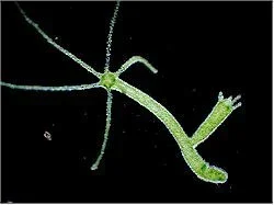 hydra_187h.webp