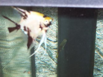 angel_in_new_tank.jpg