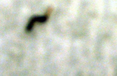 Worm1.jpg