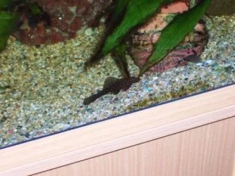 female_BN.webp
