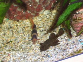 male_BN_and_clownloach.webp
