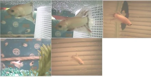 expensive_fish.webp