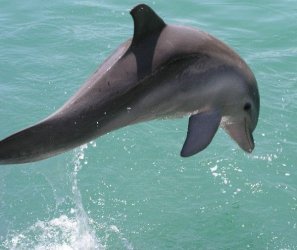 dolphin.JPG