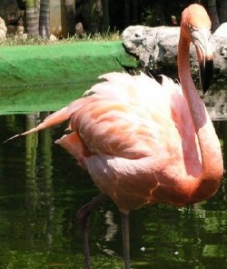 Flamingo.JPG