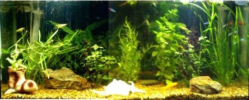 fish_tank.JPG