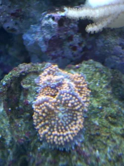 coral17.webp