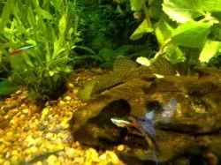 pleco_neons.webp