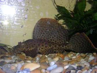 plec.webp