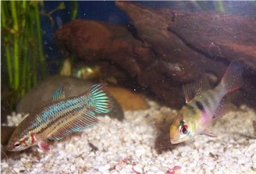 betta_and_ram_280605.jpg