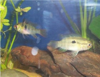 cichlids_280605.jpg