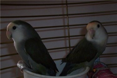 lovebirds3_290605.jpg