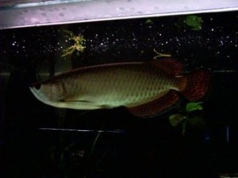 new_arowana_1.jpg