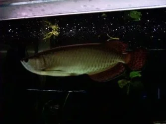 new_arowana_1.webp