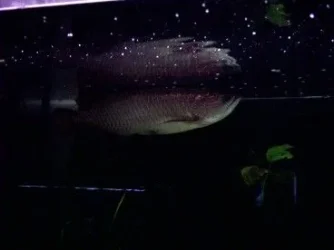 new_arowana_2.webp