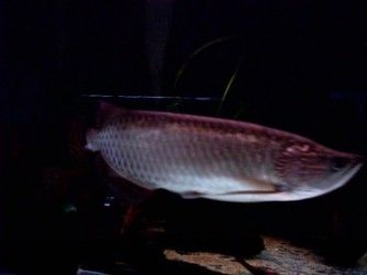 new_arowana_3.jpg