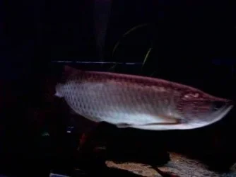 new_arowana_3.webp