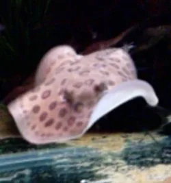 new_ray.webp