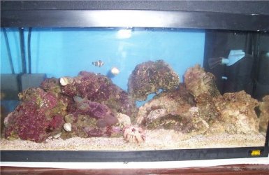 marine_tank_020507.jpg