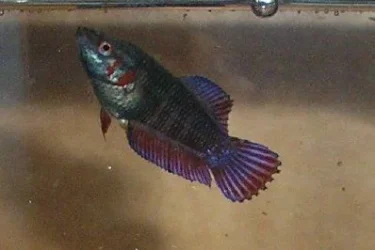 betta.webp
