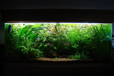 tankview.webp