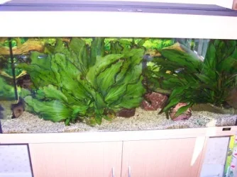 Rio_180_whole_tank.webp