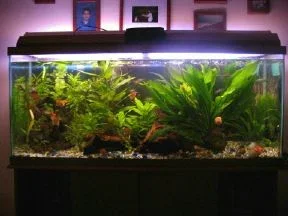 55_gallon_wednesday_1_4_1_1_3_1_1_1_1_1_1_1_1_1_1.webp