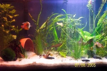 tank1.webp