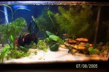 tank2.webp