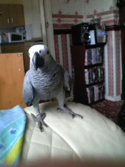 pebbles_big.webp