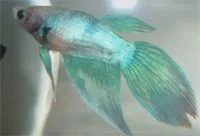 fembetta.webp