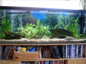 resizedfishtank.webp