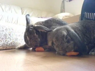 buns_eating.jpg_3.webp