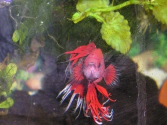 redwhite_ct_male_2.webp