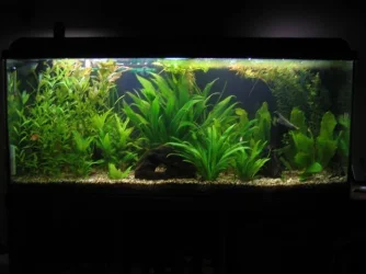 fiskab_r_097.webp