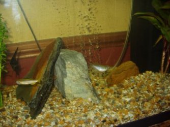 ill_fish2.jpg