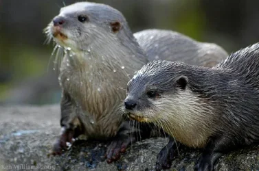 BelfastZooBallyKeel034.webp