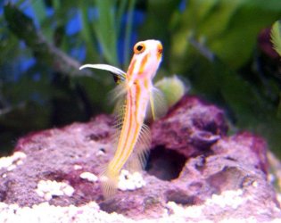 goby.jpg
