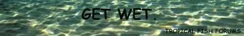 tff.webp