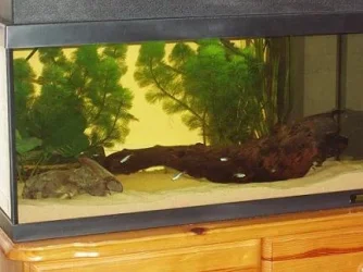 Fishtank.webp
